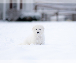 Small #1 Maremma Sheepdog