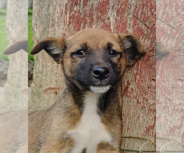 Medium Photo #5 Shiba Inu Puppy For Sale in GOSHEN, IN, USA