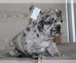 Small Photo #2 French Bulldog Puppy For Sale in CLINTON, NJ, USA