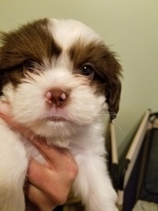 Cava-Tzu Puppy for sale in NEWPORT, MI, USA