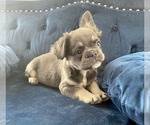 Small #26 French Bulldog