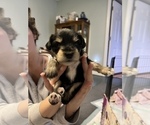 Puppy 7 Schnauzer (Miniature)