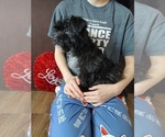Small Photo #9 YorkiePoo Puppy For Sale in LAPEER, MI, USA