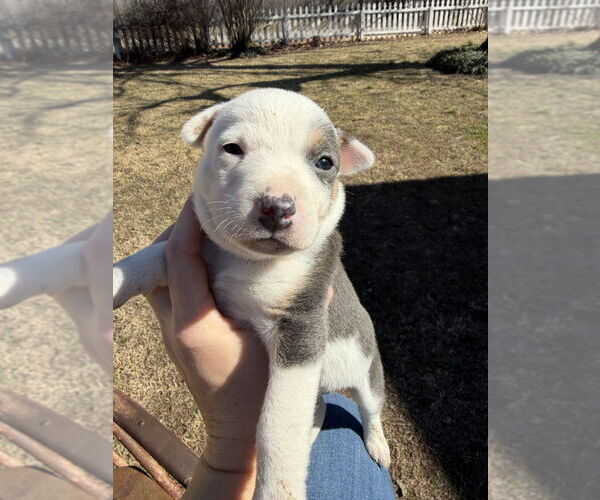 Medium Photo #3 Australian Shepherd-Unknown Mix Puppy For Sale in OKLAHOMA CITY, OK, USA