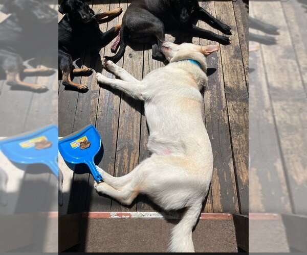 Medium Photo #34 Gerberian Shepsky Puppy For Sale in Winston Salem, NC, USA