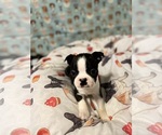 Puppy 1 Boston Terrier