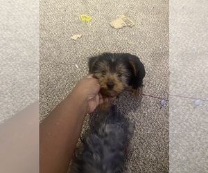 Yorkshire Terrier Puppy for sale in MERRIAM, KS, USA