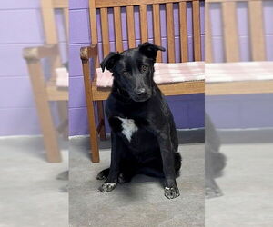 Labrador Retriever-Unknown Mix Dogs for adoption in Genesee, WI, USA