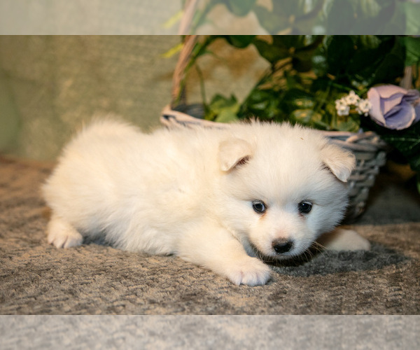 Medium Photo #16 American Eskimo Dog Puppy For Sale in BERNE, IN, USA