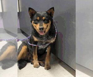 Mutt Dogs for adoption in Salt Lake City, UT, USA