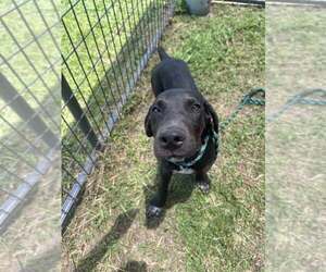 Mutt Dogs for adoption in Abbeville, LA, USA