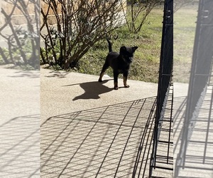 Chihuahua Puppy for sale in AUSTIN, TX, USA