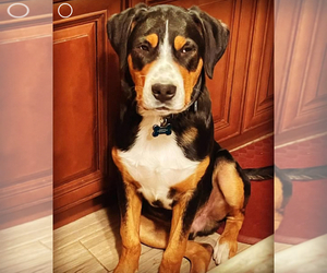 Greater Swiss Mountain Dog Dogs for adoption in LIVINGSTON, NJ, USA