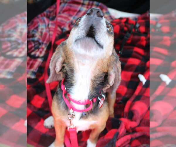 Medium Photo #4 Beagle Puppy For Sale in Dunnellon, FL, USA