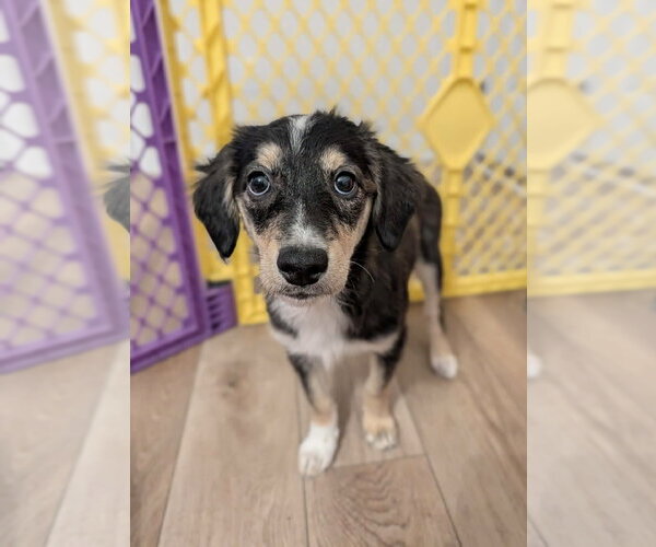 Medium Photo #1 Bordoodle (Miniature) Puppy For Sale in Omaha, NE, USA