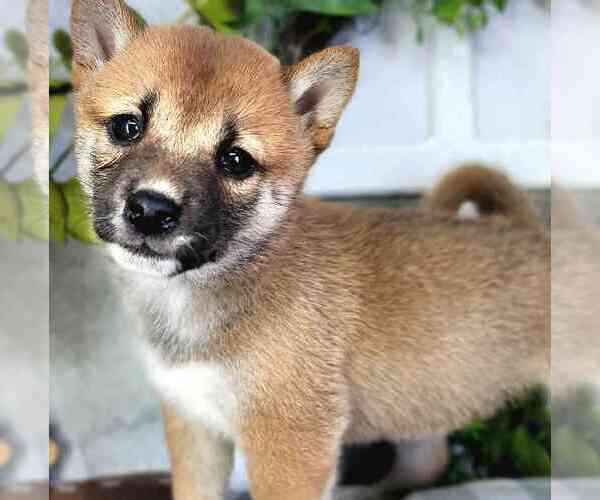 Medium Photo #2 Shiba Inu Puppy For Sale in MOUNT VERNON, OH, USA