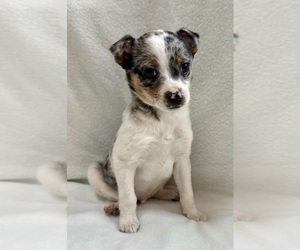 Chihuahua Puppy for sale in FAIR HAVEN, MI, USA