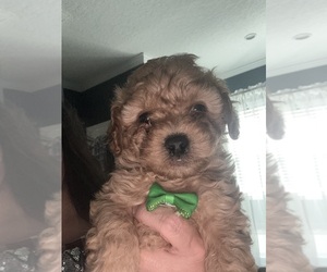 Poodle (Toy) Puppy for sale in SWANSEA, SC, USA