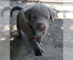 Small Photo #2 Labrador Retriever Puppy For Sale in DIETERICH, IL, USA