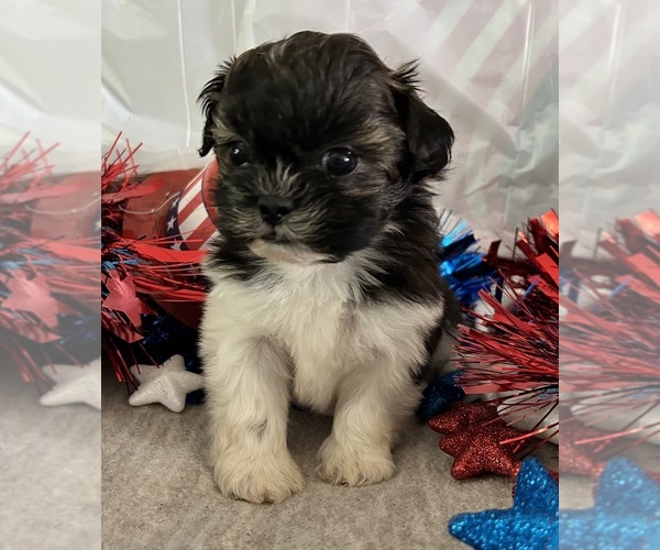 Medium Photo #6 Shih Tzu Puppy For Sale in DENTON, MD, USA