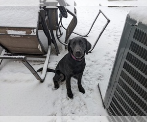 Labrador Retriever Puppy for sale in ROSEVILLE, MI, USA