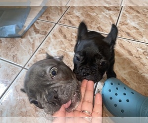 French Bulldog Puppy for sale in BOYLE HEIGHTS, CA, USA