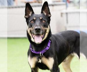 German Shepherd Dog Dogs for adoption in Camarillo, CA, USA