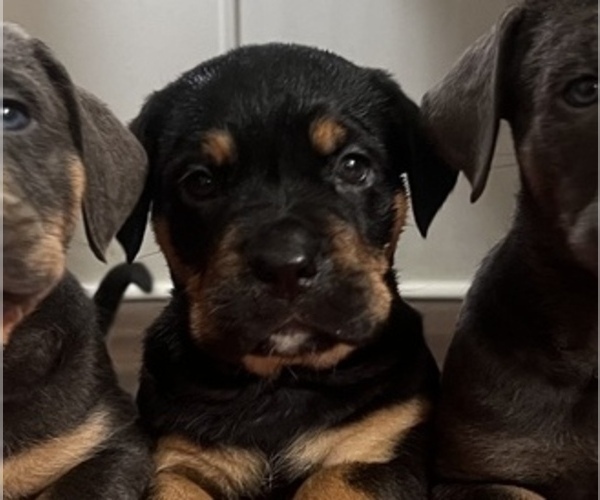 Medium Photo #3 Cane Corso-Rottweiler Mix Puppy For Sale in PONDER, TX, USA