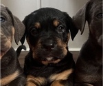 Small Photo #3 Cane Corso-Rottweiler Mix Puppy For Sale in PONDER, TX, USA