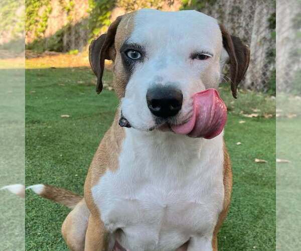 Medium Photo #2 American Staffordshire Terrier-Unknown Mix Puppy For Sale in Raleigh, NC, USA