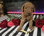 Small #6 Poodle (Standard)