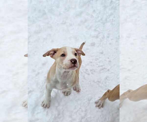 Medium Photo #1 American Pit Bull Terrier-Unknown Mix Puppy For Sale in Rockaway, NJ, USA