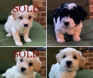 Coton de Tulear Puppy for sale in GORDONVILLE, PA, USA