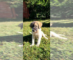 Small Photo #3 Anatolian Shepherd-Great Pyrenees Mix Puppy For Sale in FRANKLIN, GA, USA