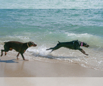 Small #25 Doberman Pinscher