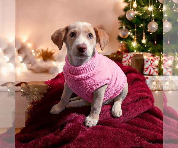 Medium Photo #3 Boxador Puppy For Sale in Vail, AZ, USA