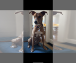 Small #1 Mutt