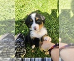 Puppy 2 Bernese Mountain Dog
