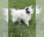 Small Pomeranian