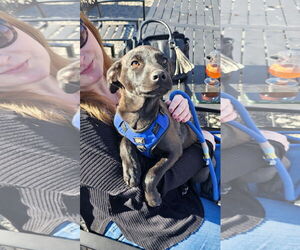 Mutt Dogs for adoption in Fort Collins, CO, USA