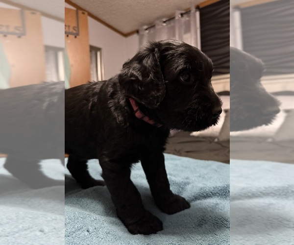 Medium Photo #14 Schnauzer (Giant) Puppy For Sale in BAXLEY, GA, USA