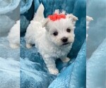 Small #7 Maltese