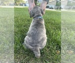 Small #11 Cane Corso