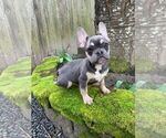 Small Photo #14 French Bulldog Puppy For Sale in HILLSBORO, OR, USA