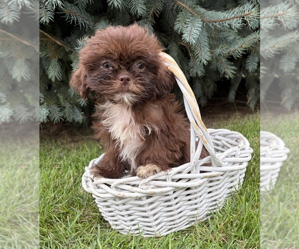 Medium Photo #1 Shih Tzu Puppy For Sale in MIDDLEBURY, IN, USA