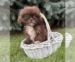Lucy - Female Shih Tzu Puppy for Sale - Small photo