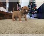 Small Photo #7 American Bully Puppy For Sale in SAINT CHARLES, MO, USA