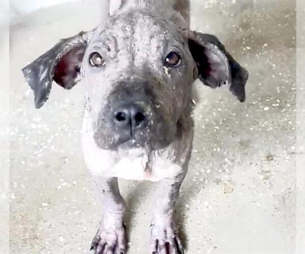 Medium Photo #3 American Pit Bull Terrier-Unknown Mix Puppy For Sale in Houston, TX, USA