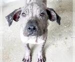Small #2 American Pit Bull Terrier Mix