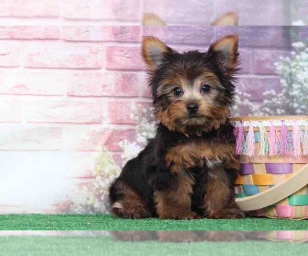 Medium Photo #6 Yorkshire Terrier Puppy For Sale in BEL AIR, MD, USA
